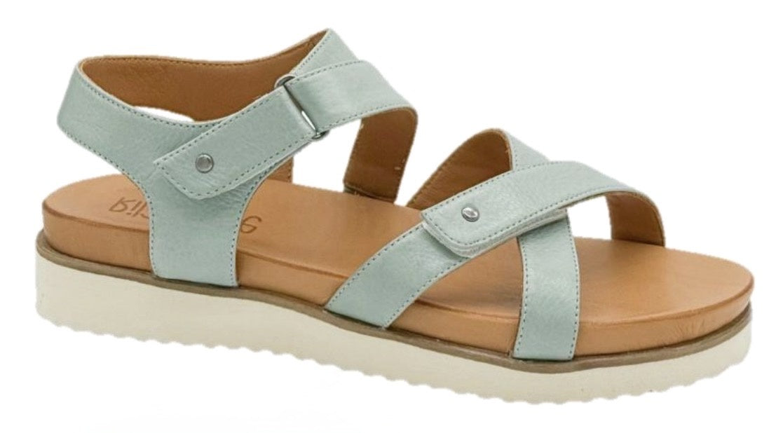 Daisy Tropical